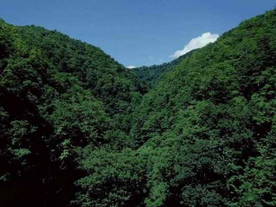 《美丽的小兴安岭》PPT课件(西师大版小学语文三年级下册课件)(1)_第1页