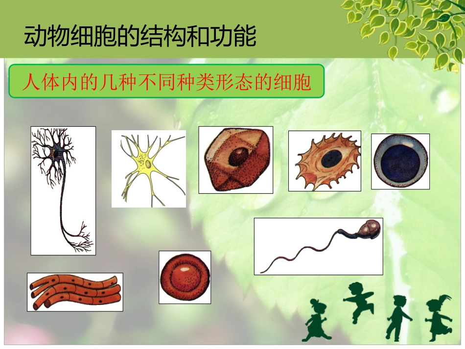 细胞的基本结构和功能_第2页
