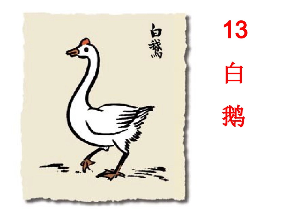 《白鹅》课件_第1页
