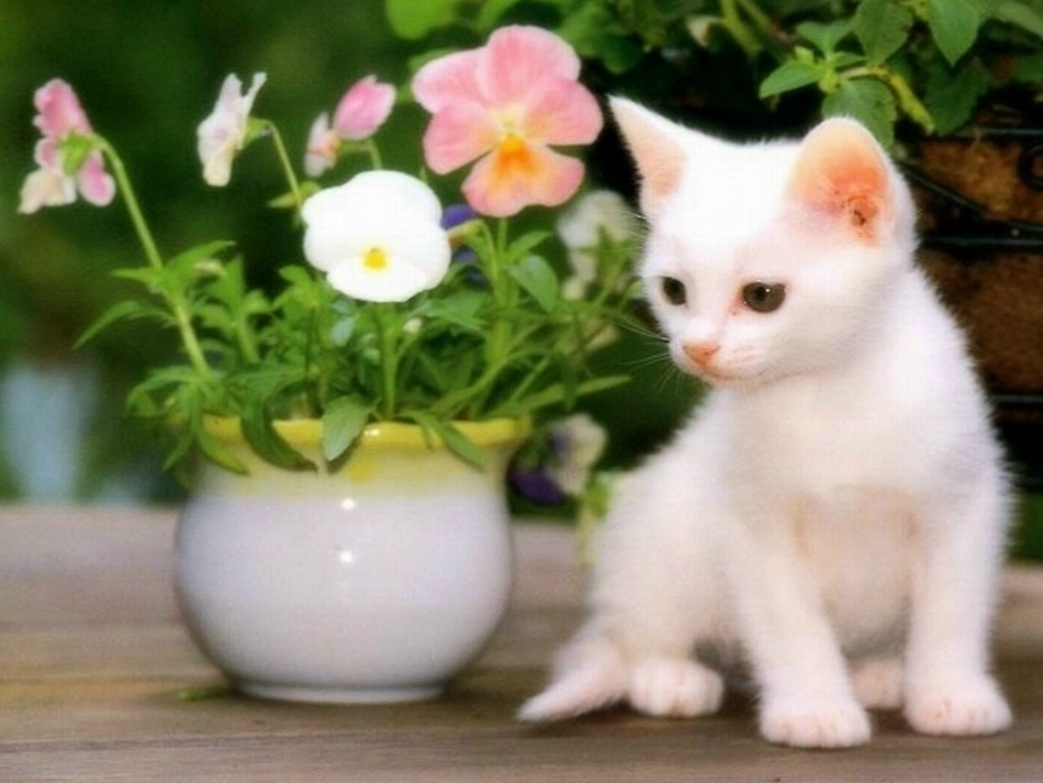 卡罗尔和她的小猫_第3页