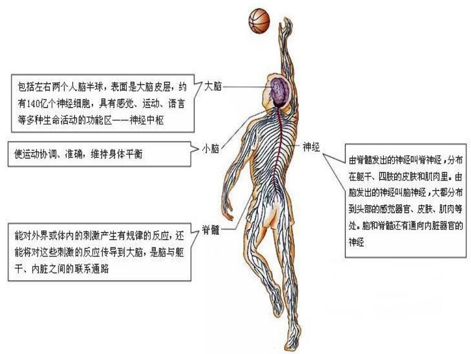 神经系统的组成课件杨成海_第3页