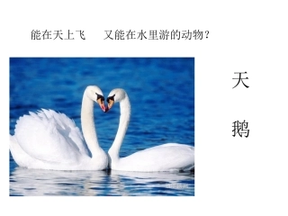 天鹅_小学音乐课件