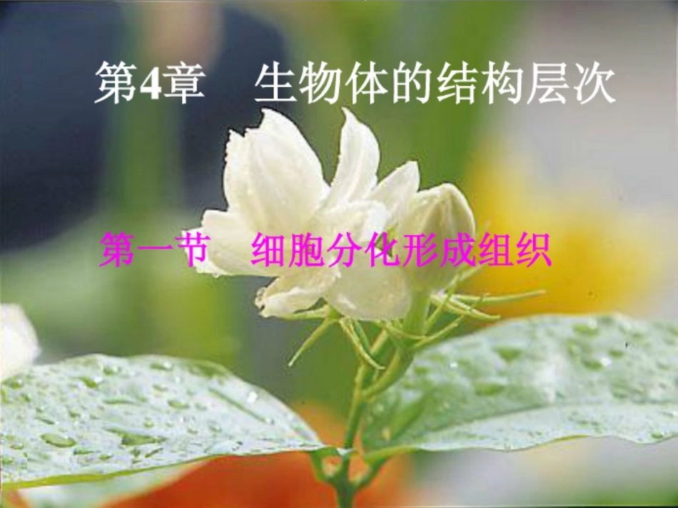 初一生物《细胞分化形成组织》PPT课件_第1页