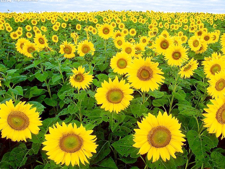 圆的认识课件邓珊_第3页