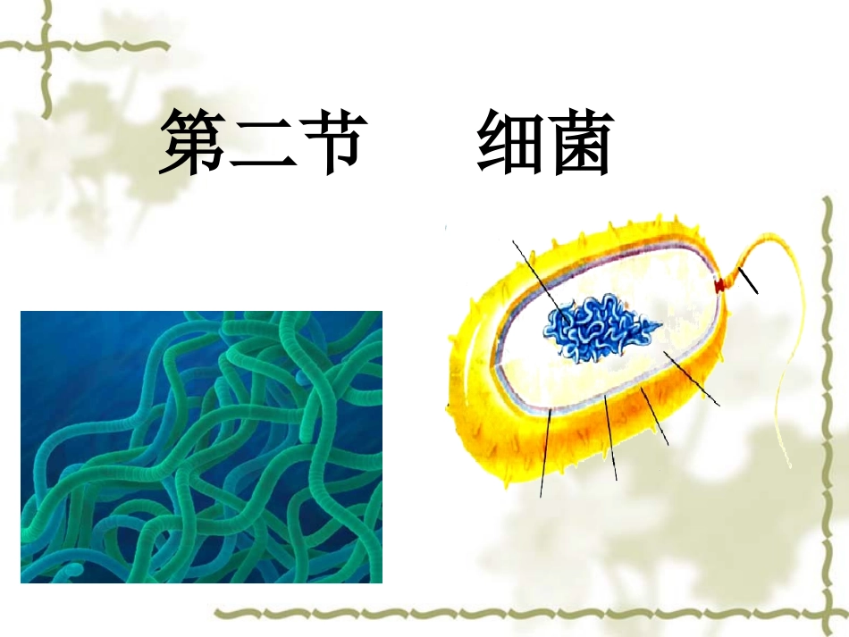 细菌孔祥兰——公开课_第2页