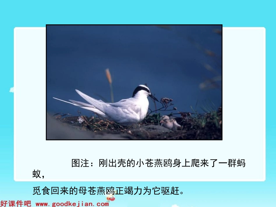 七子之歌(节选)_第3页