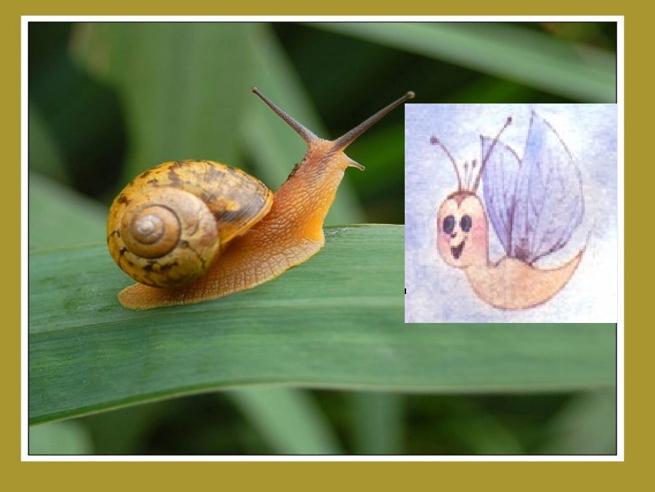 《蜗牛的奖杯》课件_第2页