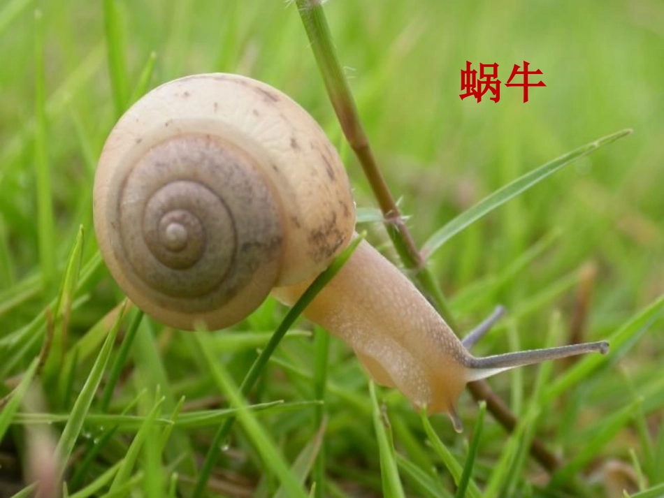 《种类繁多的动物》教学课件_第2页