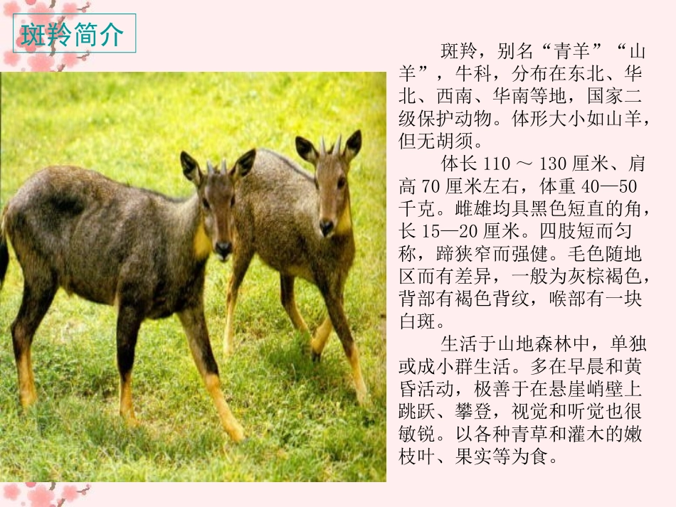 斑羚飞渡 (2)_第2页