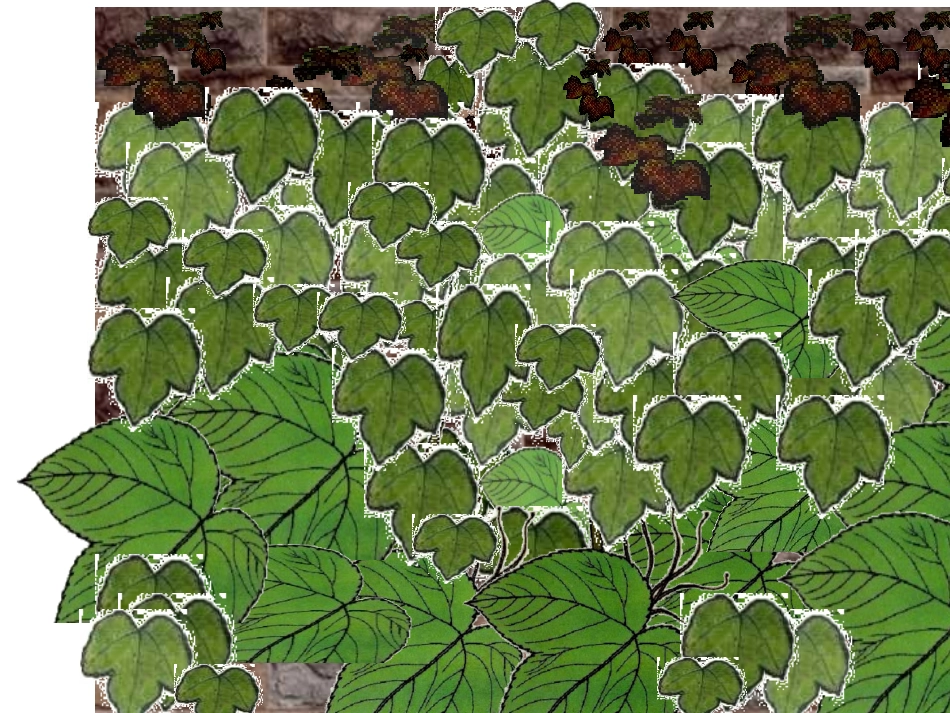 爬山虎的脚_PPT课件_第2页