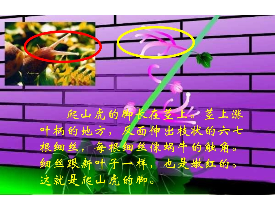 爬山虎的脚_PPT课件_第3页