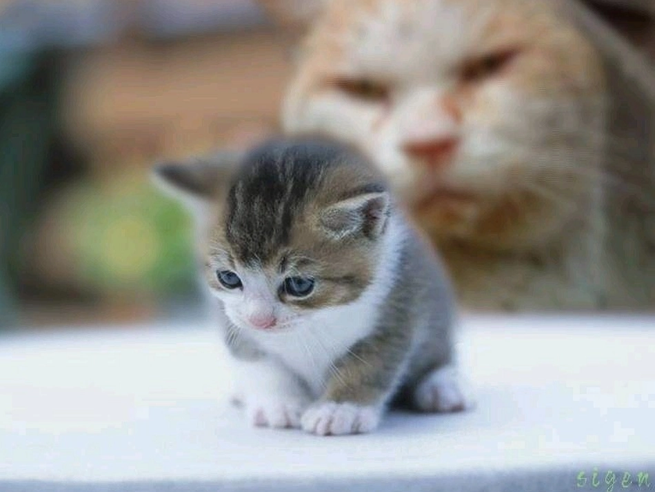 小动物作文指导_第2页