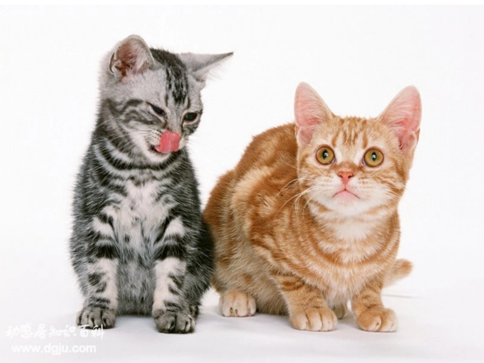 小动物作文指导_第3页