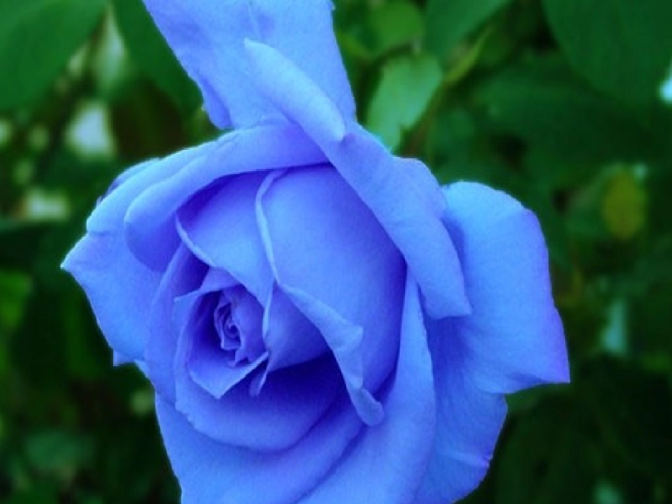 小鹿的玫瑰花课件_第2页