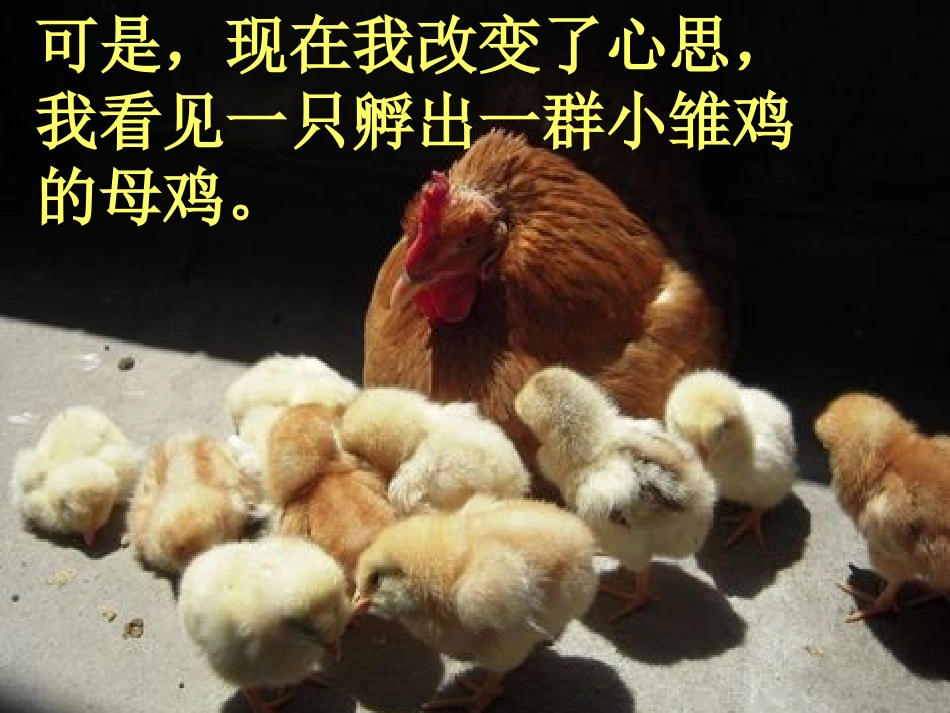 母鸡课件 (2)_第3页