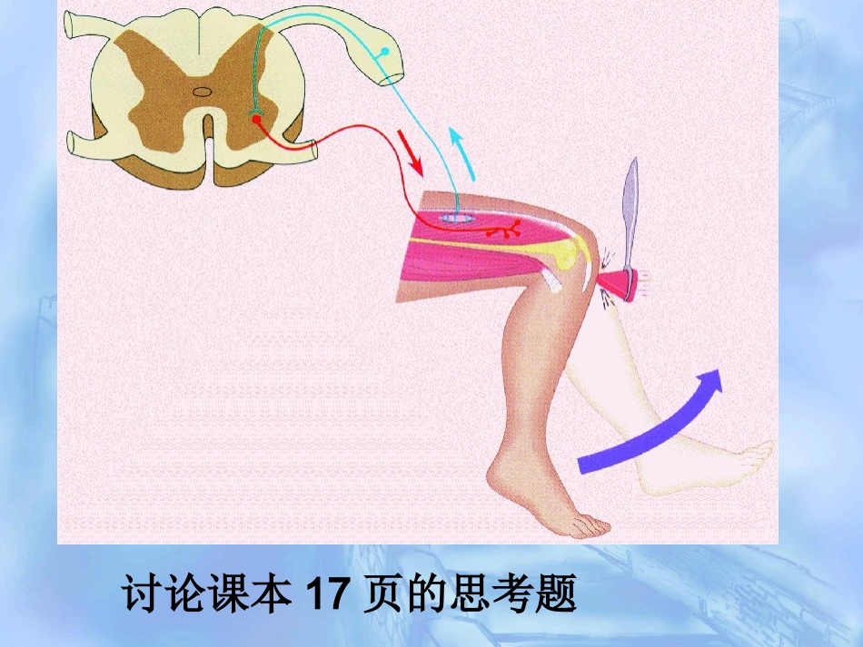 课件《通过神经系统的调节》王有成_第3页
