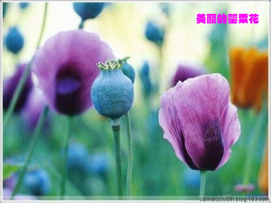 川教版八上第1课《鸦片战争》 (2)_第1页