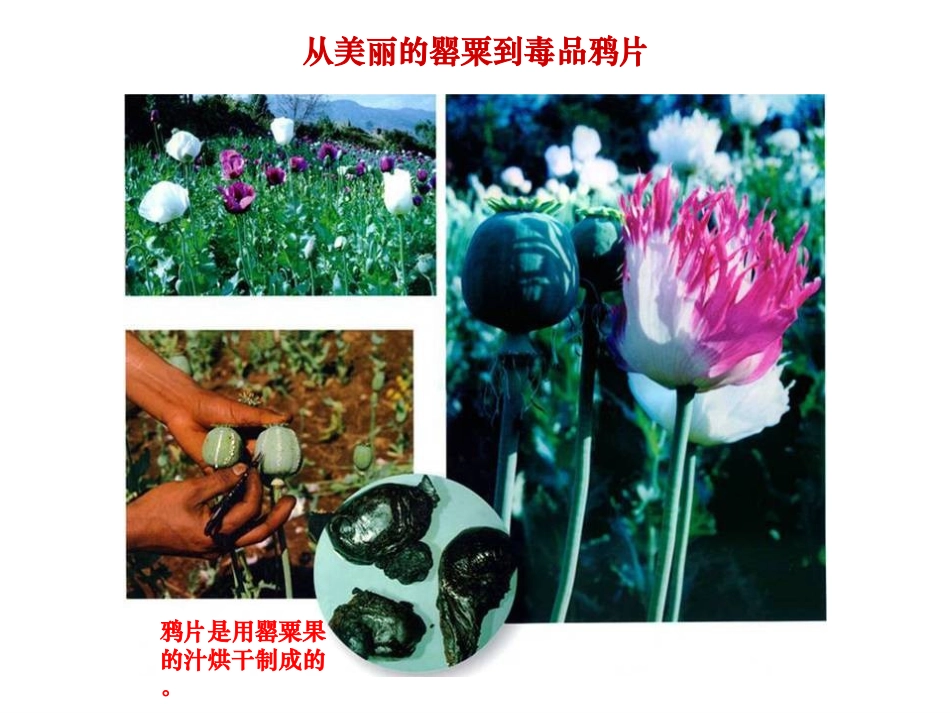 川教版八上第1课《鸦片战争》 (2)_第2页