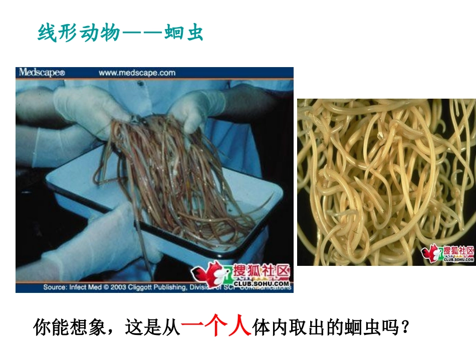 人教版八年级生物上册《第一章_第二节_线形动物和环节动物》课件5_第2页