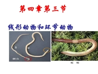 人教版八年级生物上册《第一章_第二节_线形动物和环节动物》课件5