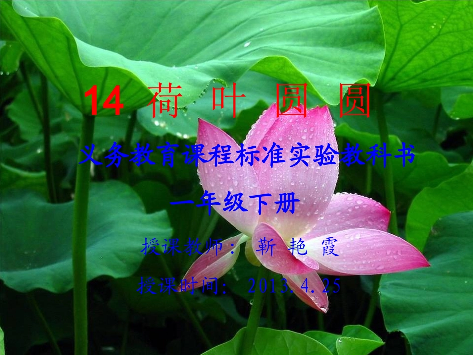 荷叶圆圆靳艳霞_第1页