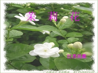 《茉莉花》课件