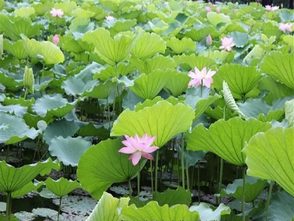 荷叶圆圆课件 (2)_第2页