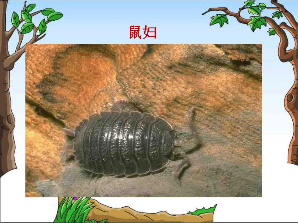 《校园生物大搜索》教学课件_第3页