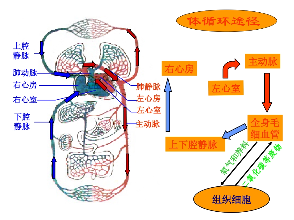 血液循环课件杨成海_第2页