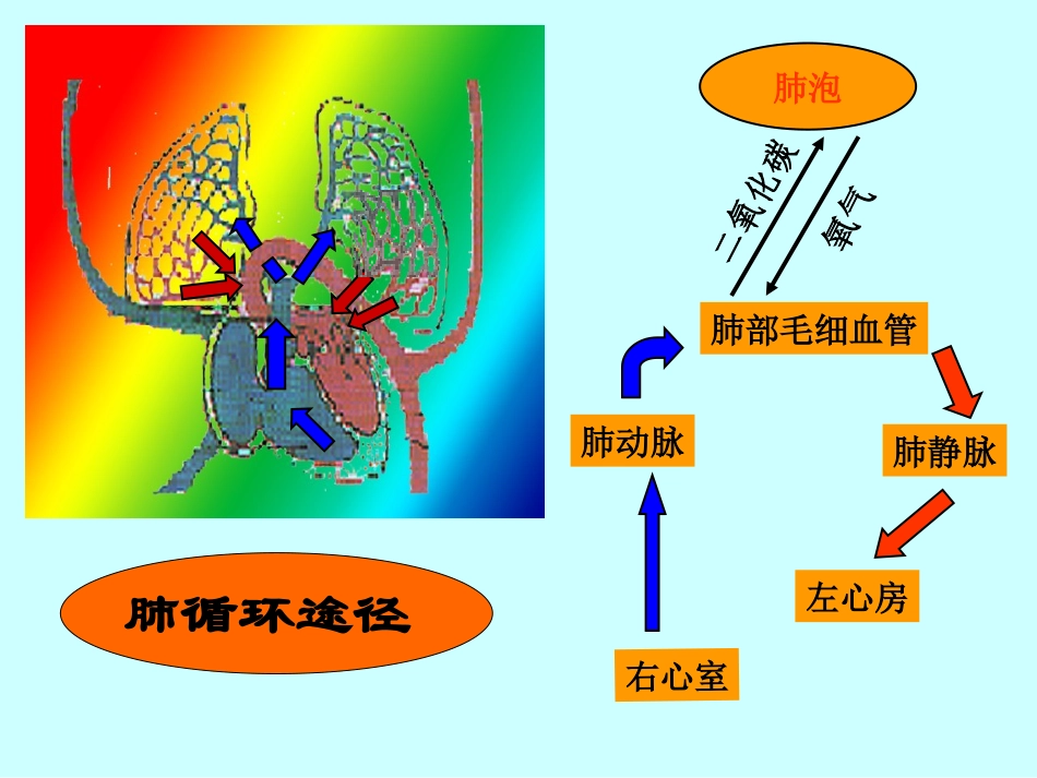 血液循环课件杨成海_第3页