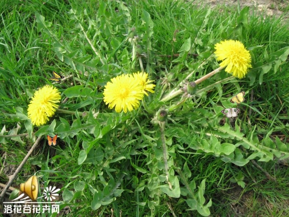 上课金色的草地第一课时_第2页