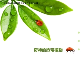 奇特的热带植物