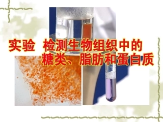 蛋白质，还原糖，脂肪的检测