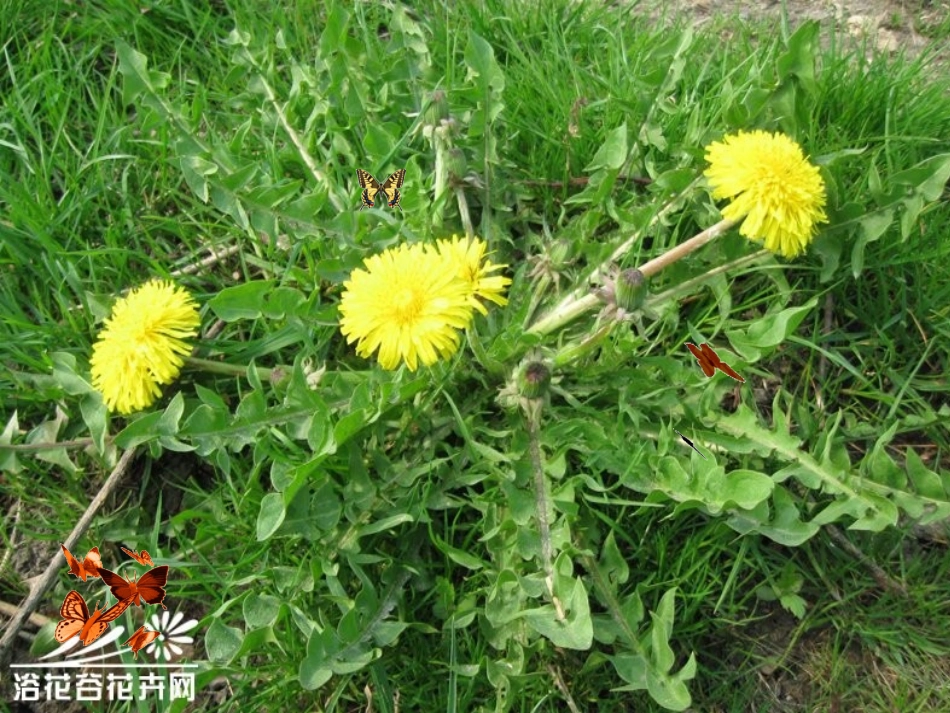 金色的草地第一课时_第2页