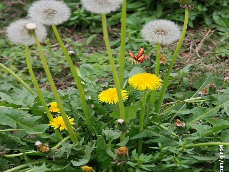 金色的草地第一课时_第3页