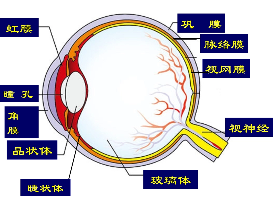 人体对外界环境的感知（2课时）_第2页