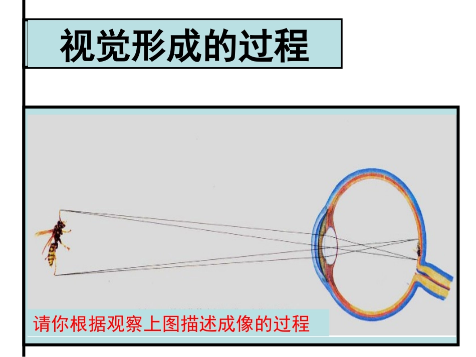 人体对外界环境的感知（2课时）_第3页