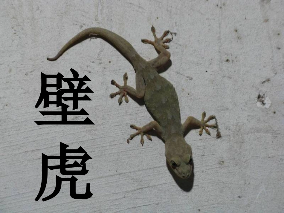 一年级下册《小壁虎借尾巴》课件_第2页