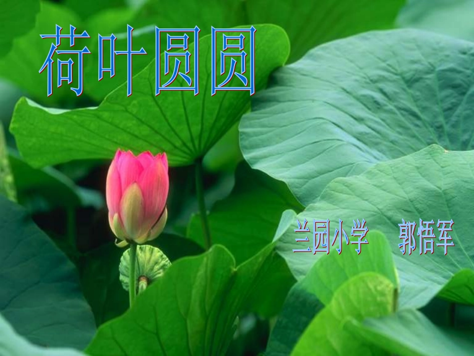 荷叶圆圆课件_第1页