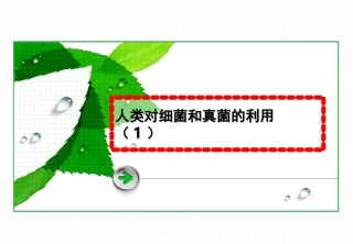 人类对细菌和真菌的利用(课件)