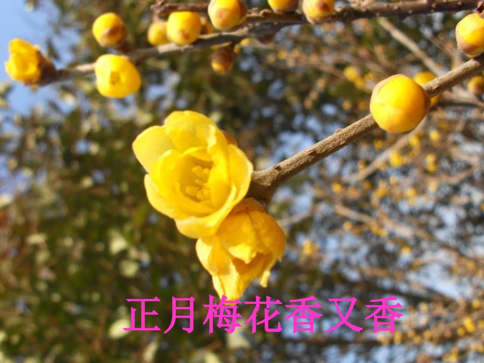 四上语文园地二_第1页