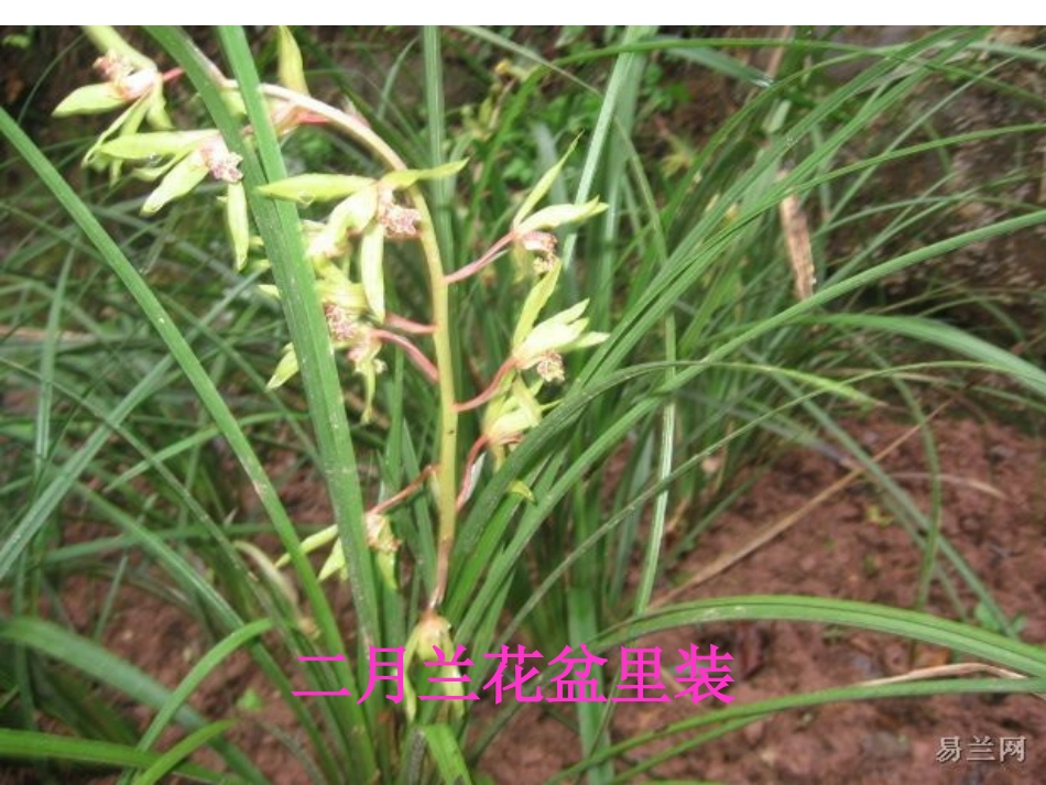 四上语文园地二_第2页