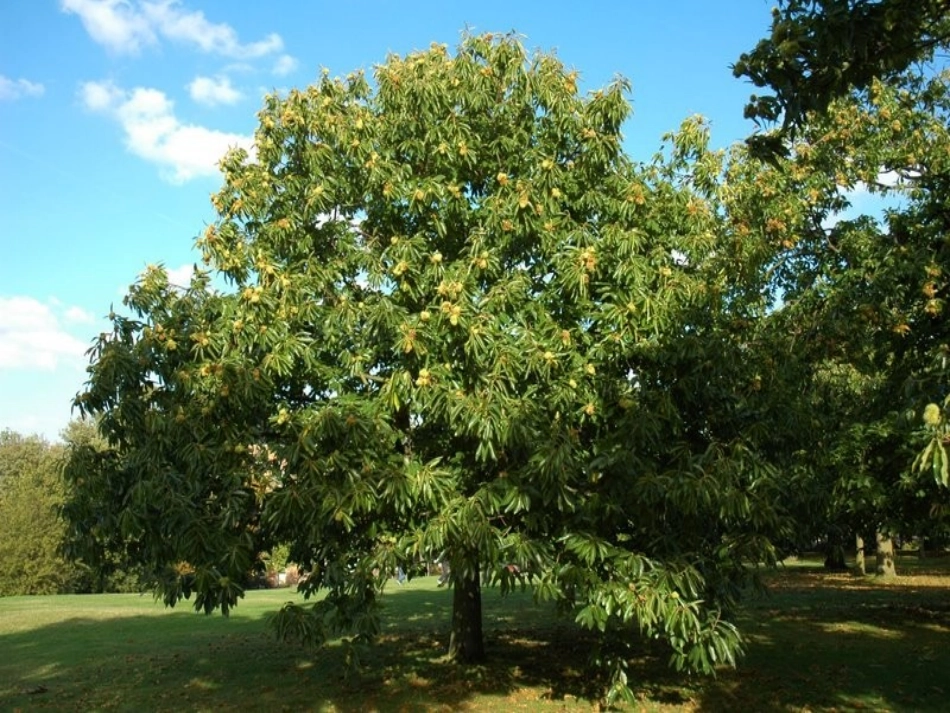 栗子大丰收课件_第2页