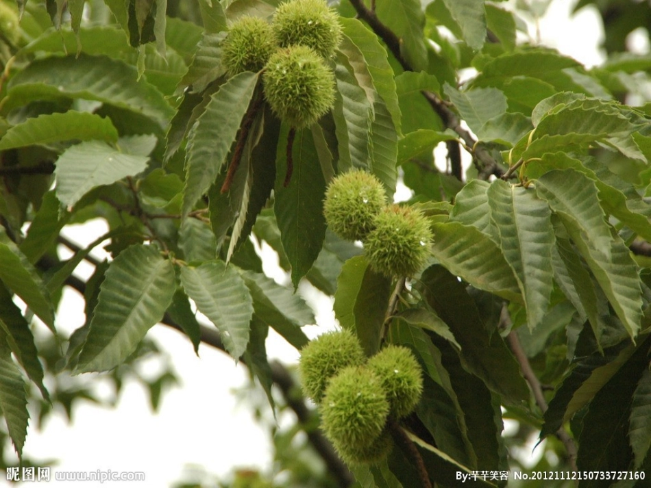 栗子大丰收课件_第3页