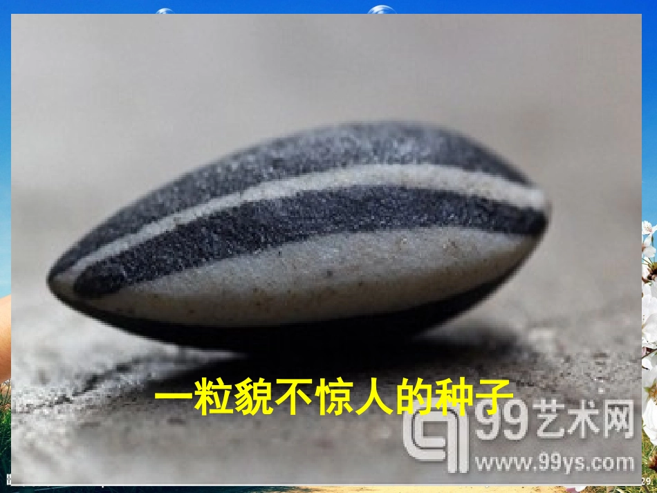 一粒貌不惊人的种子_第1页