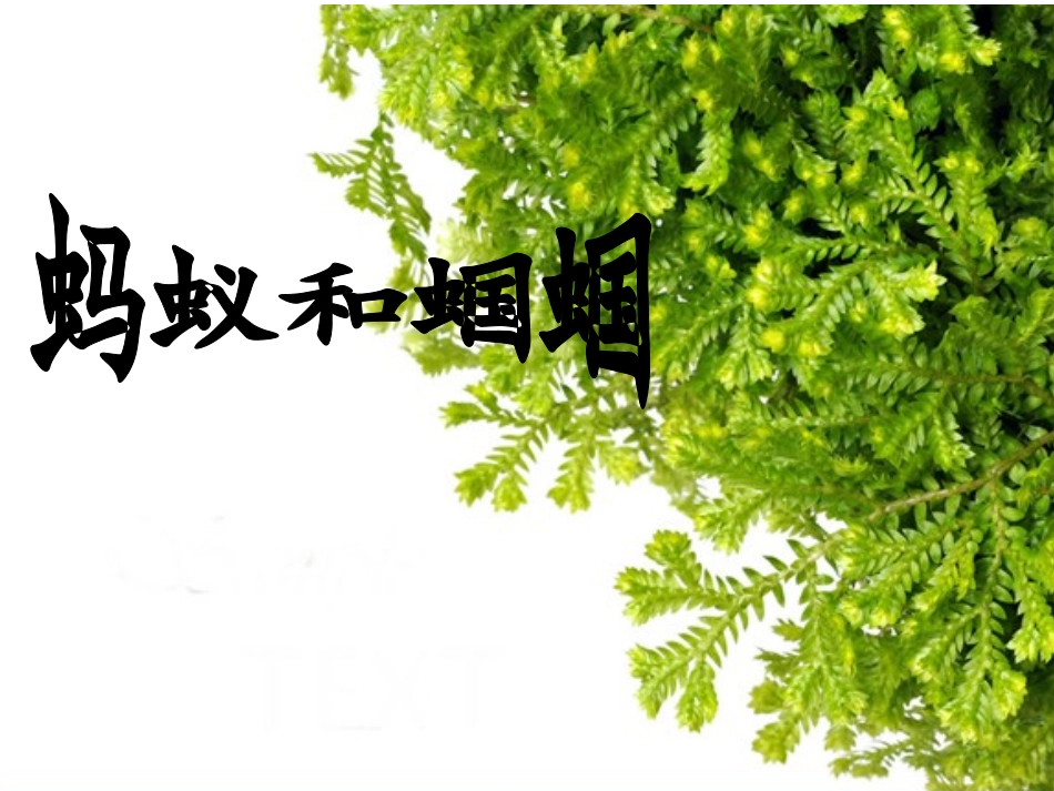 蚂蚁和蝈蝈课件_第1页