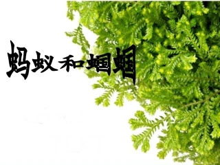 蚂蚁和蝈蝈课件