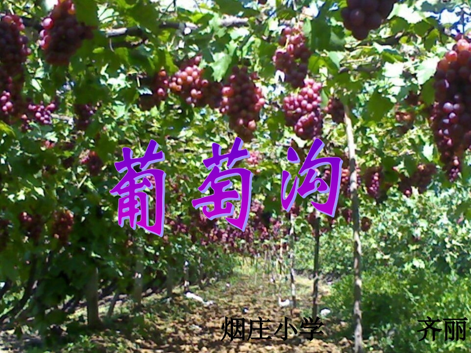 葡萄沟(恢复)_第1页