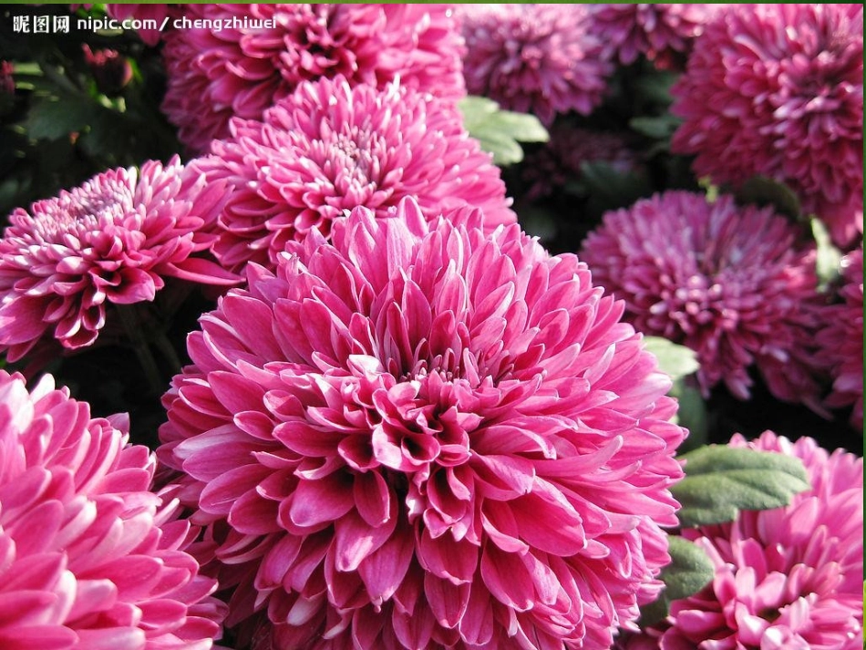 一年级看图说话PPT课件_第2页