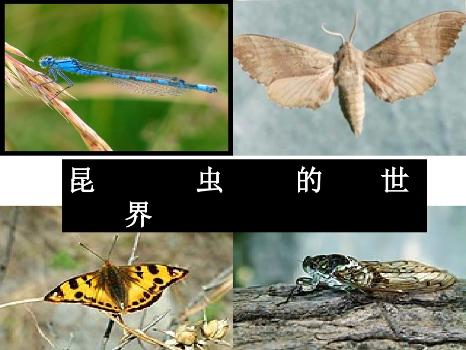 绿色蝈蝈 (2)_第1页